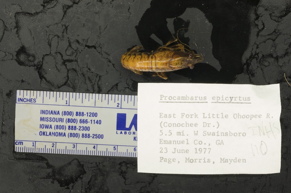 Procambarus epicyrtus image